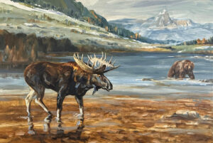 Large moose and Grizzly face off over lake possession in Yellowstone